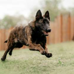 Dutch Shepherd