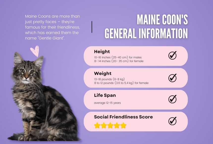 General Information of Maine Coons