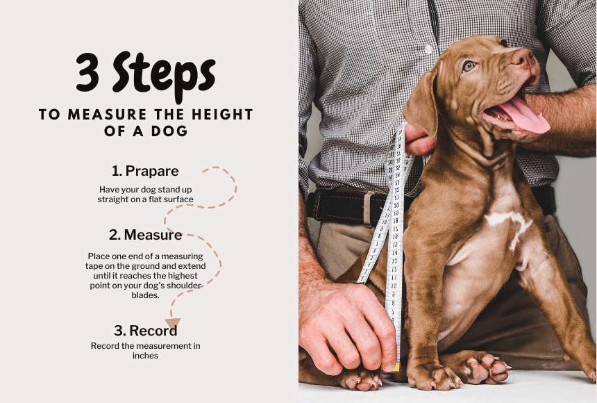 How To Measure Height of A Dog