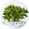 Poisonous plants for dogs - Jade Plant