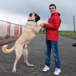 kangal