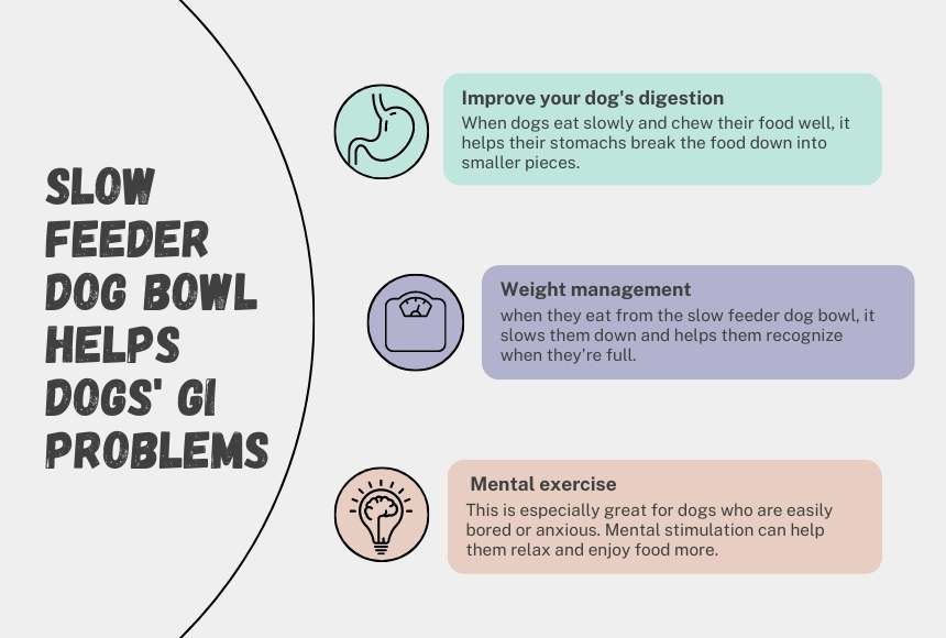 Can Slow Feeder Dog Bowl Help Dogs' GI Problems?