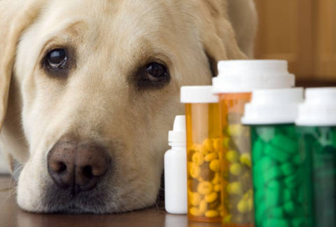 Your dog is experiencing side effects from a medication