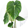 Poisonous plants for dogs - Philodendron
