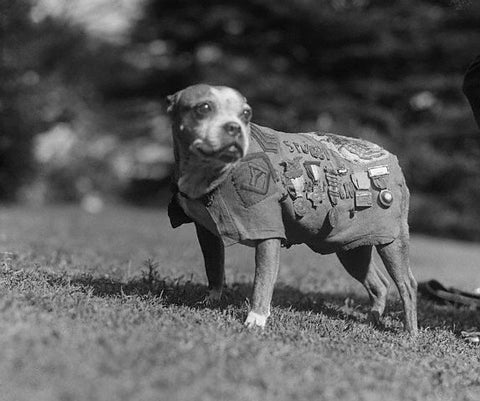Sergeant Stubby on the grass
