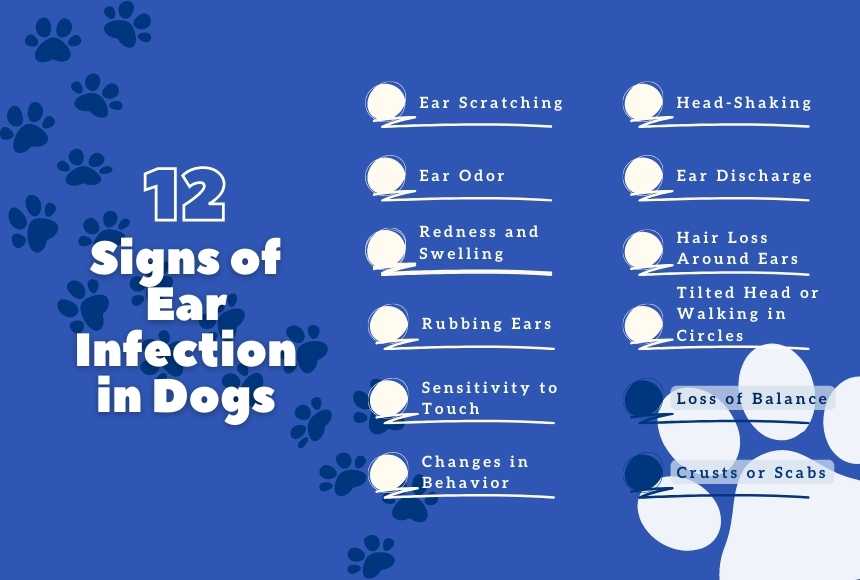 Signs of Ear Infection in Dogs