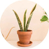 Poisonous plants for dogs - Snake Plant