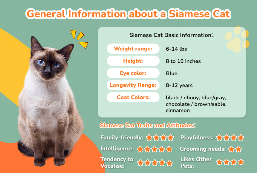 General Information about a Siamese Cat