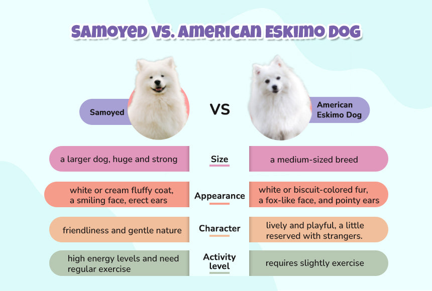 Samoyed vs. American Eskimo Dog 