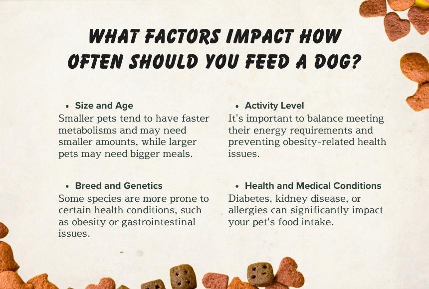 What Factors Impact How Often Should You Feed a Dog?