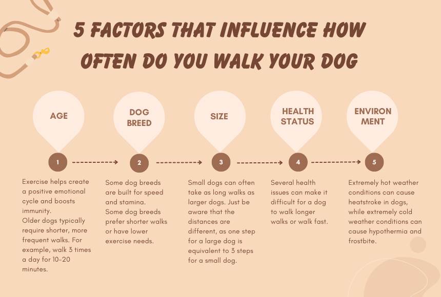 5 Factors That Influence How Often Do You Walk Your Dog