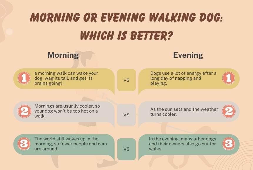 Morning or Evening Walking Dog: Which is Better?