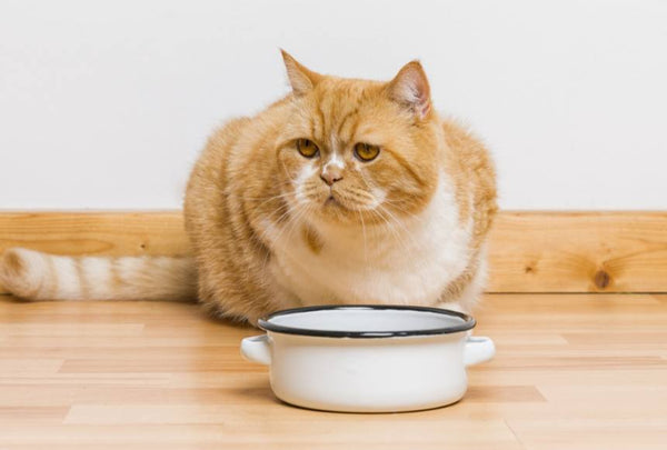 Sensitivity to cat bowl material