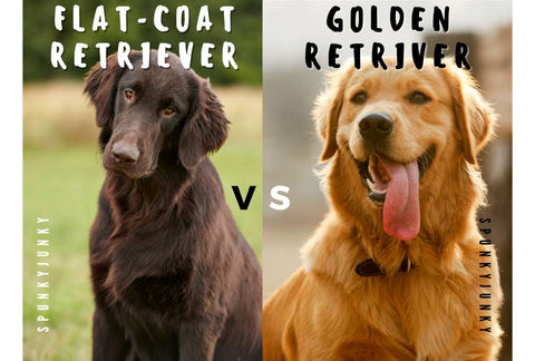 flat coat retriever vs golden retriever