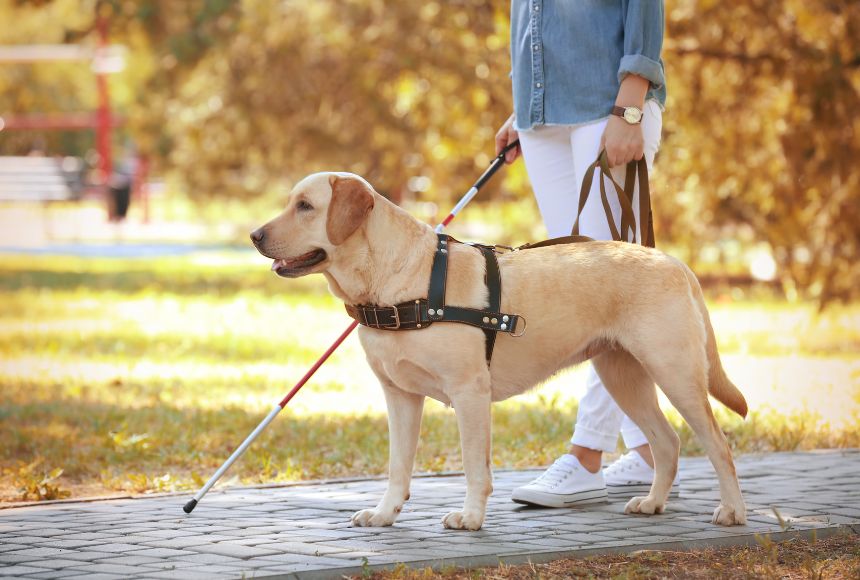 a Labrador guide dog accompanies its owner on a walk in the park