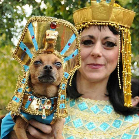 halloween dog parade - halloween costume - Egyptian monarch