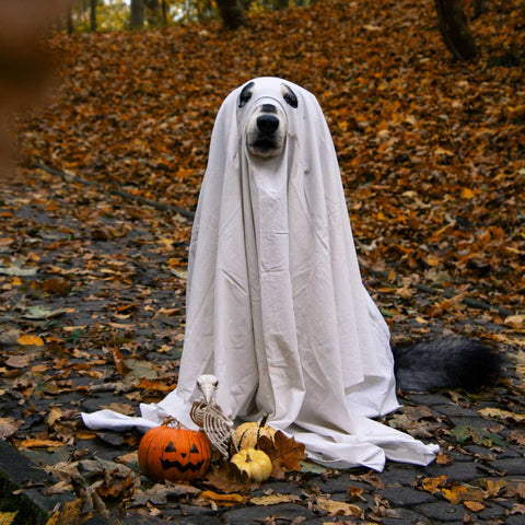 halloween dog parade - halloween costume - ghost