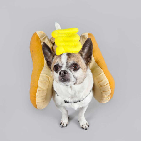 halloween dog parade - halloween costume - hot dog