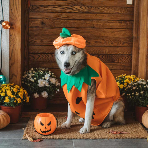 halloween dog parade - halloween costume - pumpkin