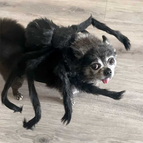 halloween dog parade - halloween costume - spider