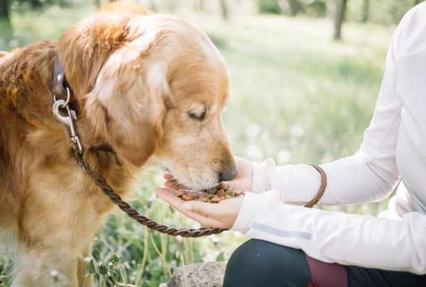 Hand-feeding your puppy