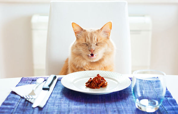 Food Preferences and Picky Eaters bad for the cat sits on the table