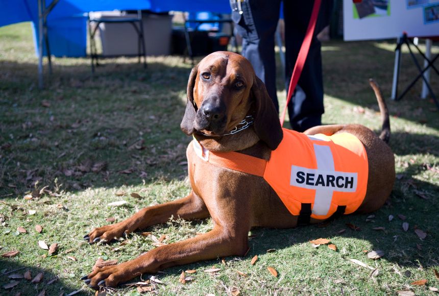a search and rescue dog wearing an orange "search" vet lying on the grass