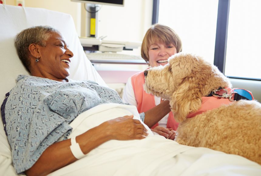 a therapy dog visits an elderly woman lying in a hospital bed