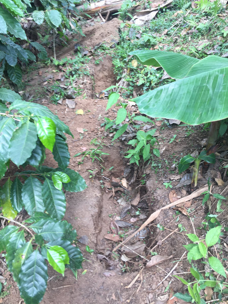 Soil pits on coffee farms - Climate Change | Bean North Coffee Roasting