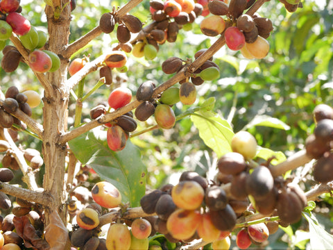 Effect of climate change on coffee cherries, Guatemala | Bean North Coffee Roasting