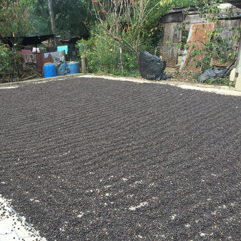 Coffee cherries are drying in the sun, Guatemala | Bean North Coffee Roasting