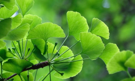 Ginkgo Biloba