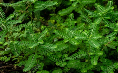 Phyllantus - estratto naturale per integratori alimentari Dea Dolomiti