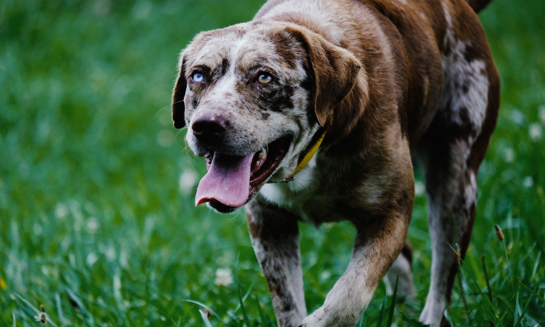 Cute dog outside