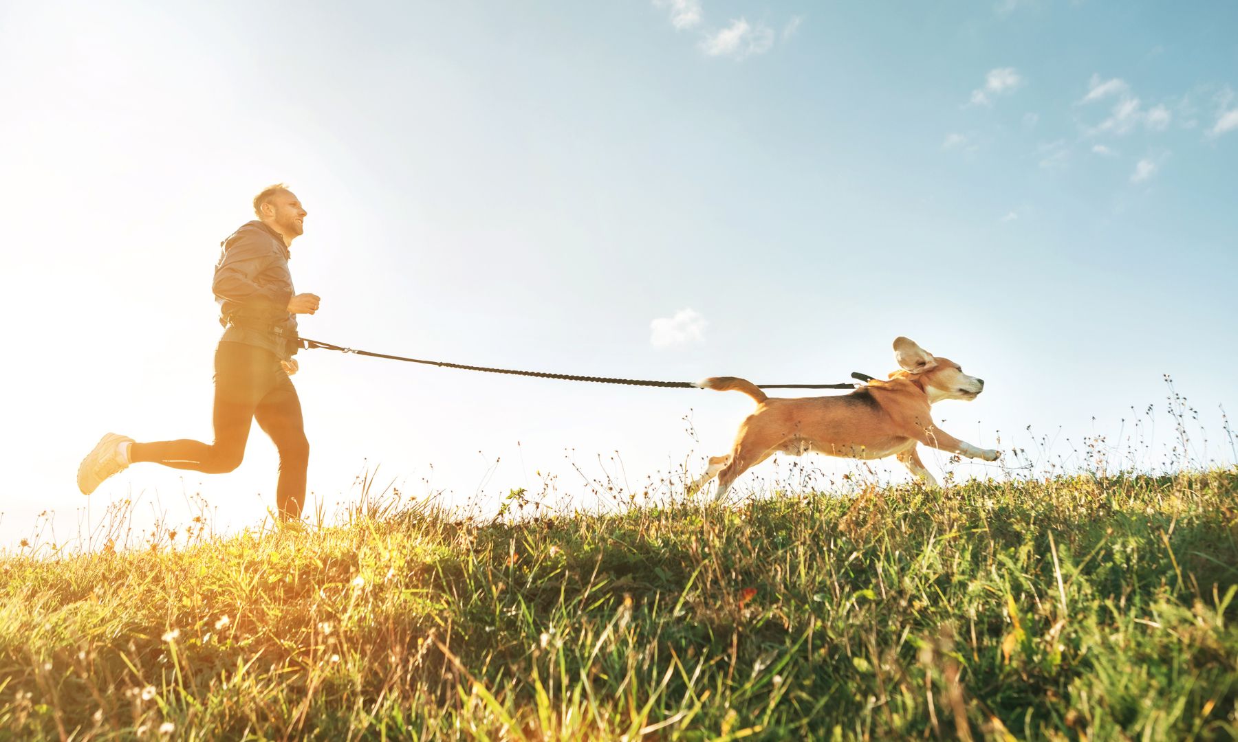 Dog running, living an active lifestyle