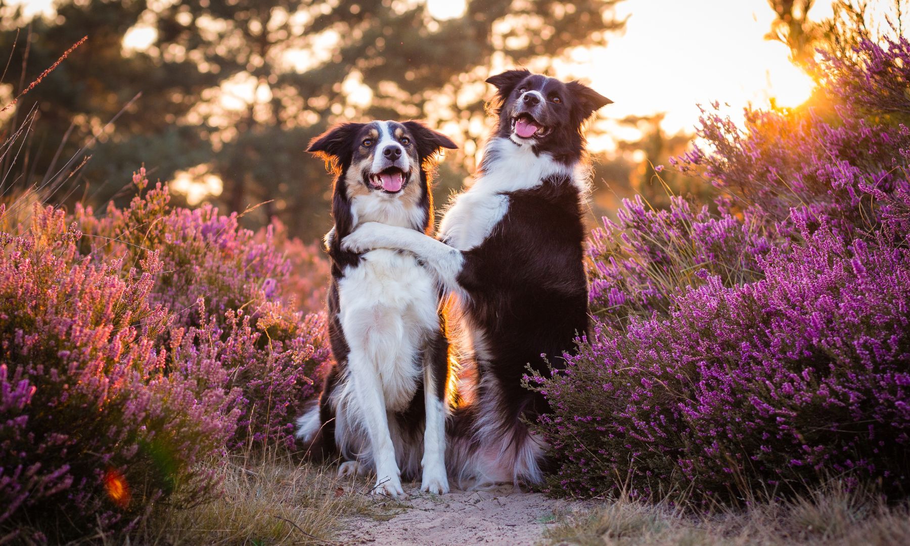 Dogs cuddling in flowers