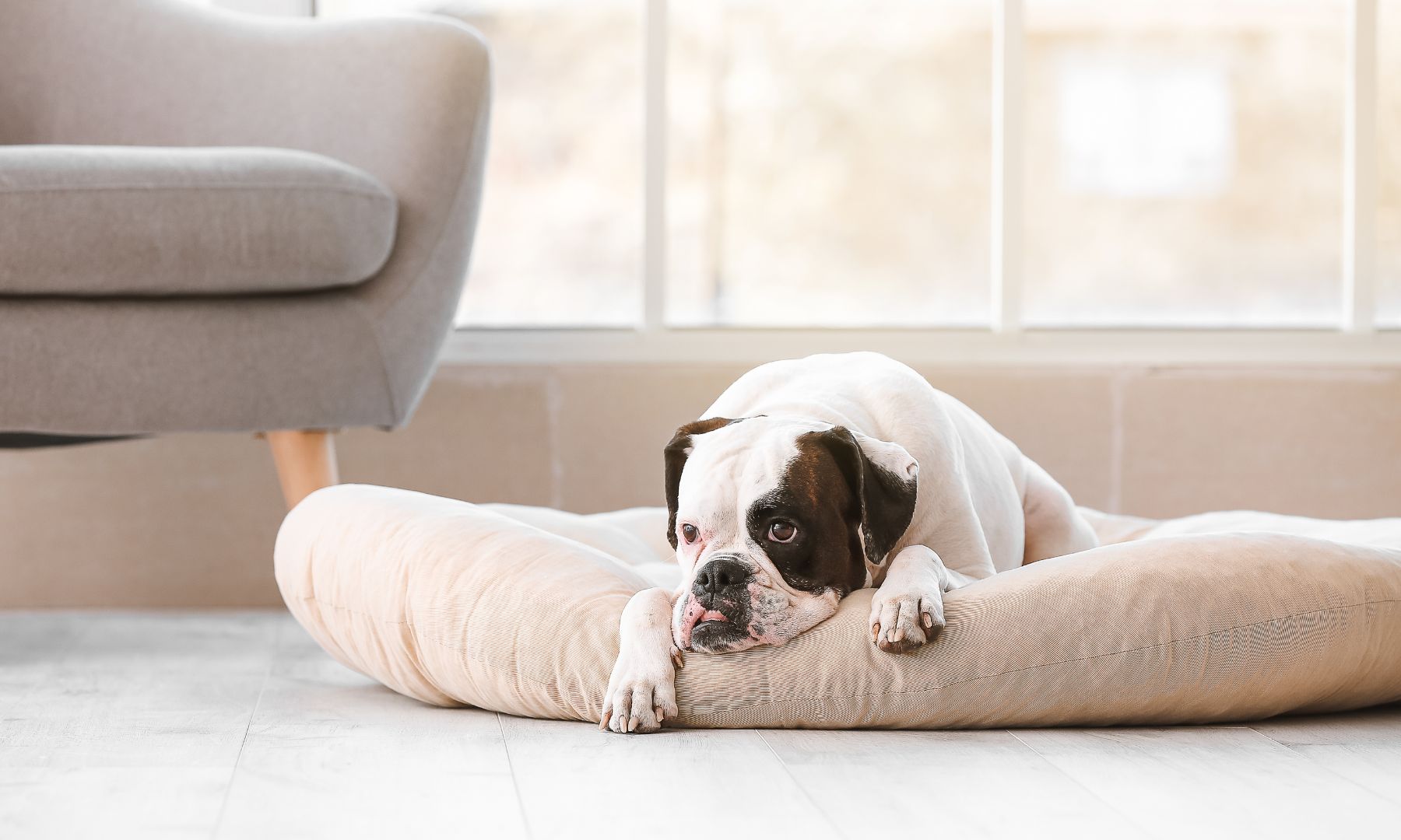 Arthritis in dogs: Dog laying on a orthopaedic dog bed