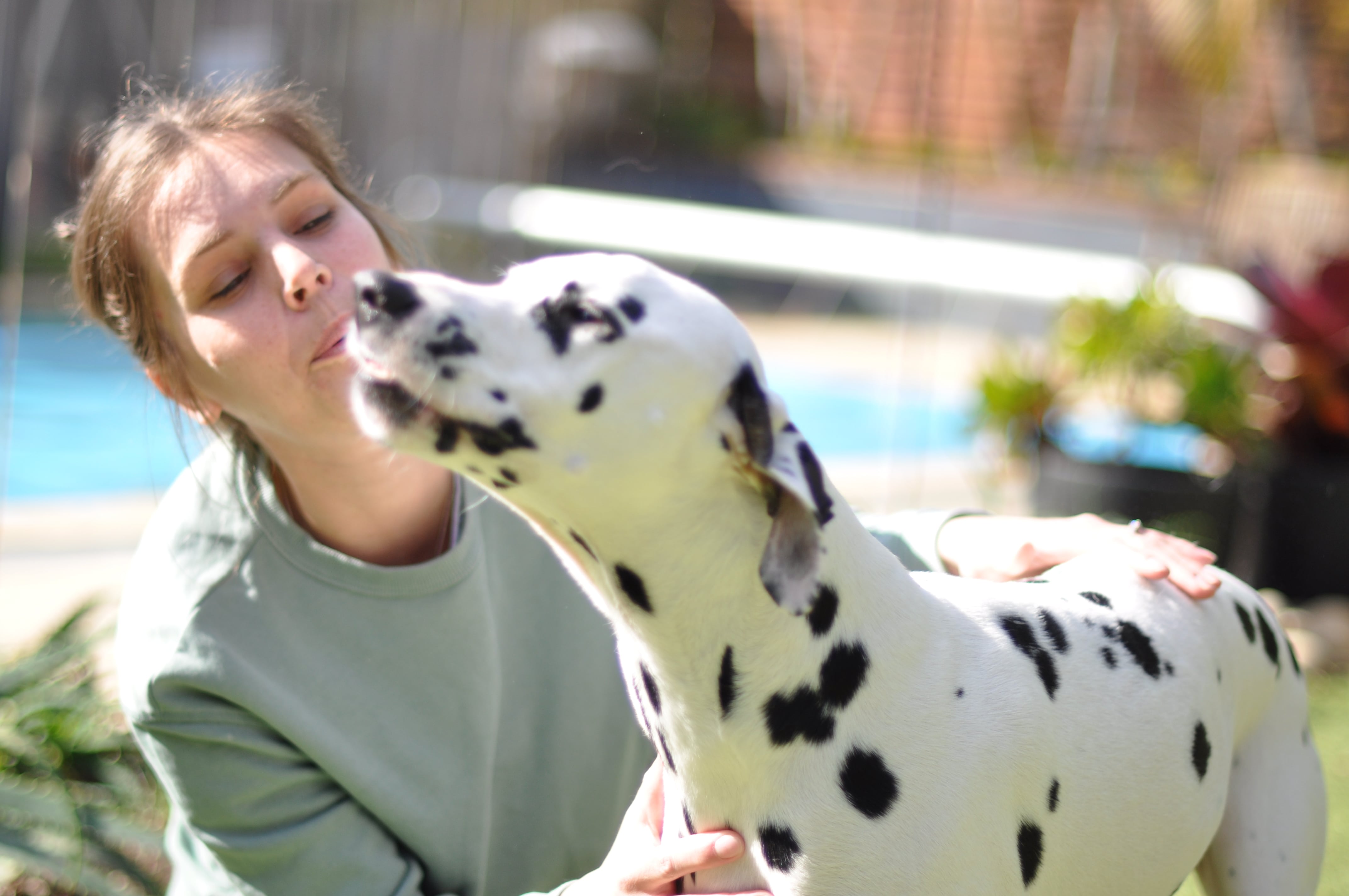 Dog Playing With Their Owner