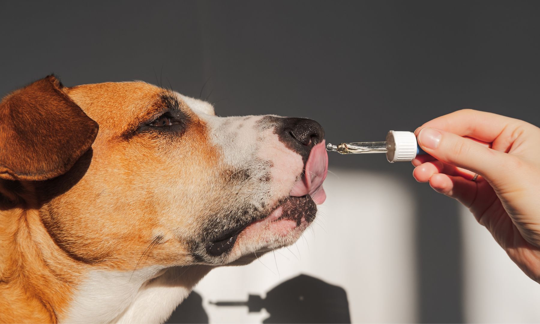 Dog taking a liquid supplement