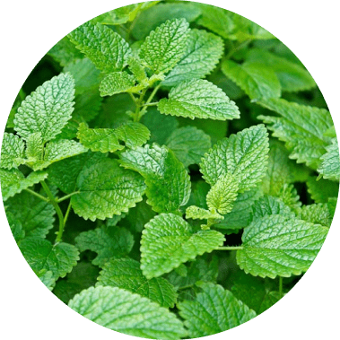 Lemon Balm Icon