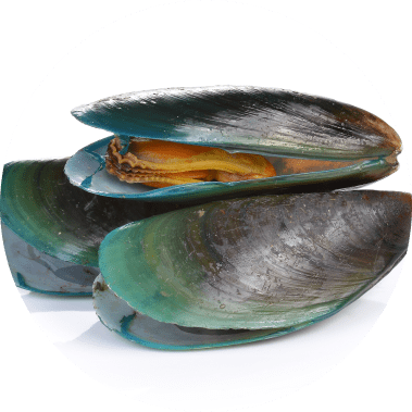 Green Lipped Mussel Icon