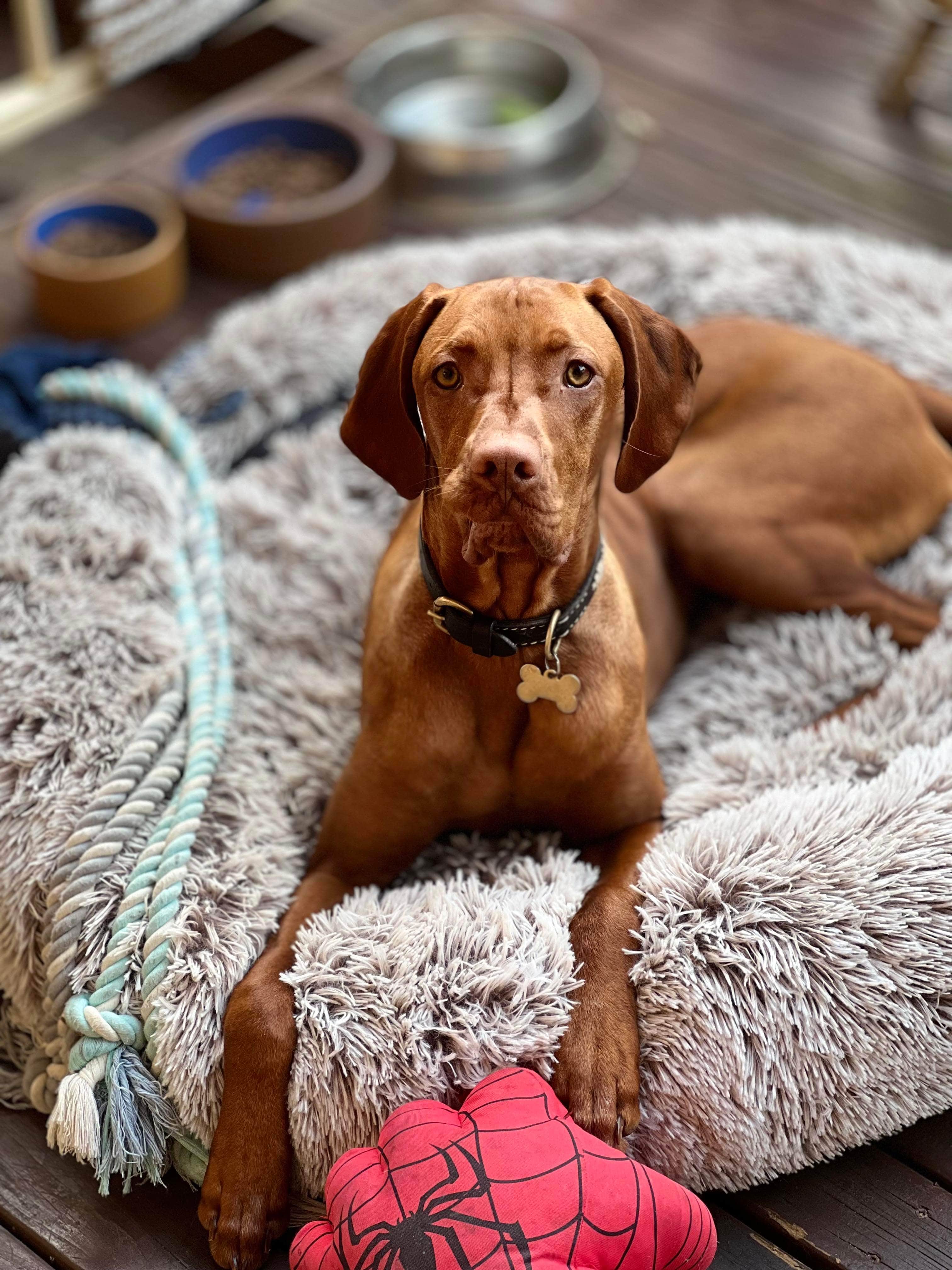 Dog Laying On Their Dog Bed