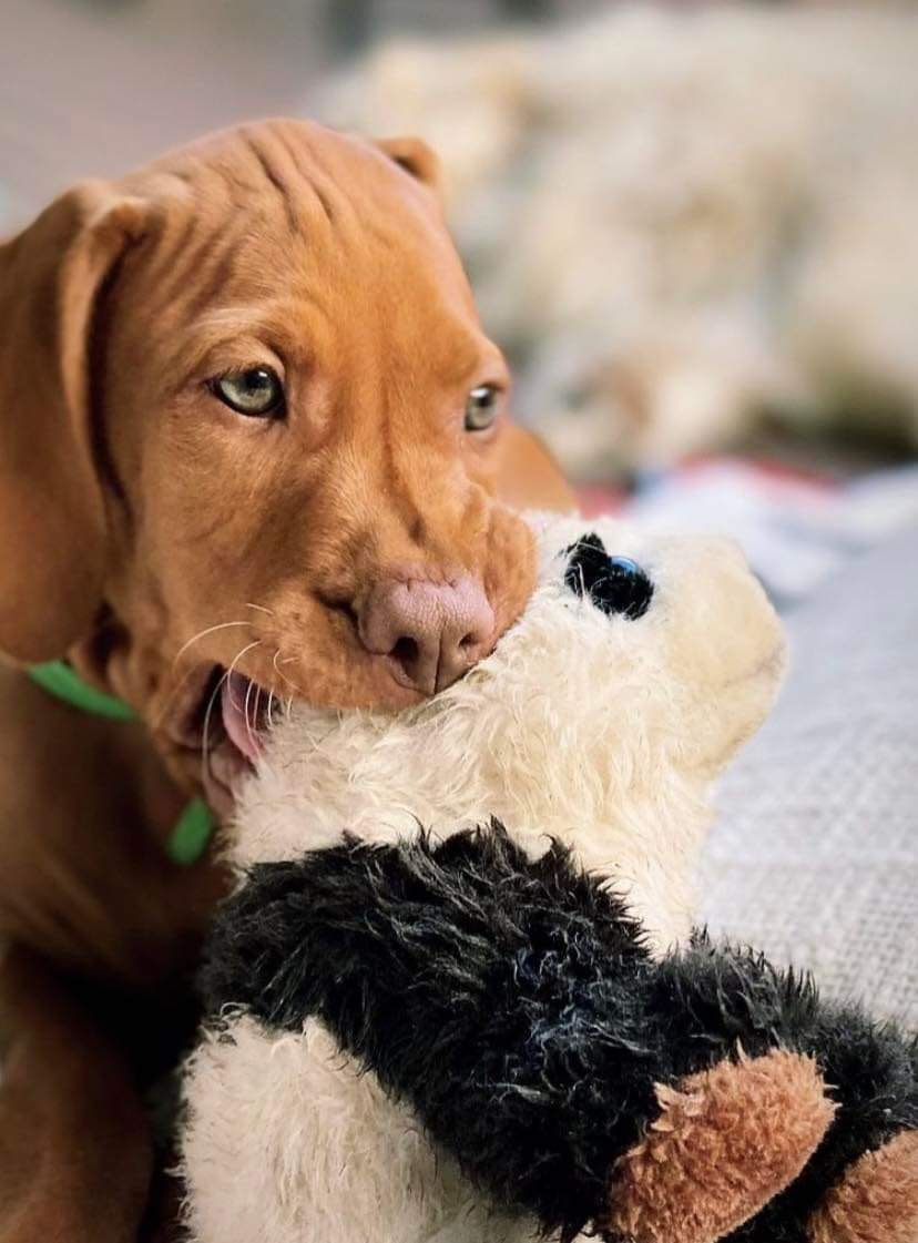 Happy Puppy Chewing On A Toy