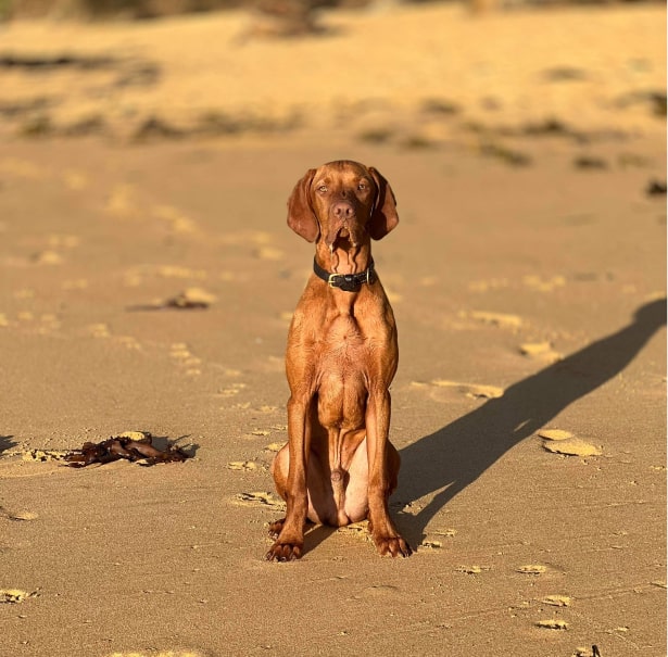 Dog Sitting On The Sand At The Beach