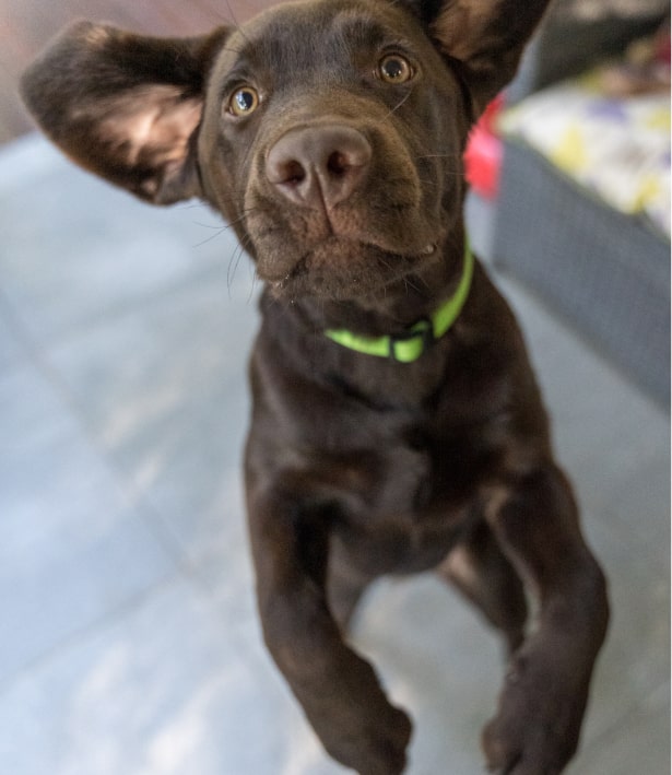 Active Dog Jumping At The Camera