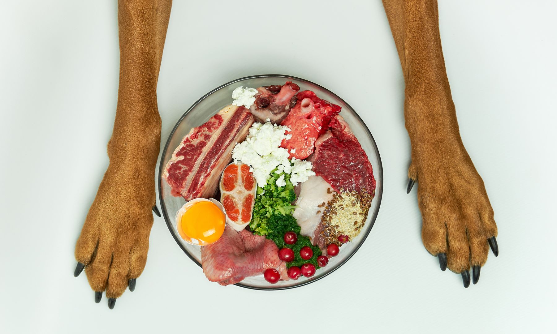 Healthy Dog Diet Containing Foods With Good Nutrients For Joint Health