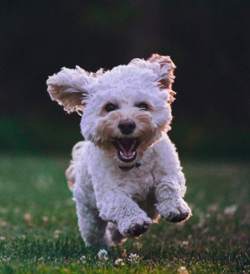 Healthy Dog Running Through The Grass