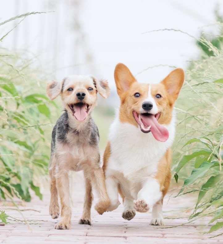 Happy Dogs Running Together