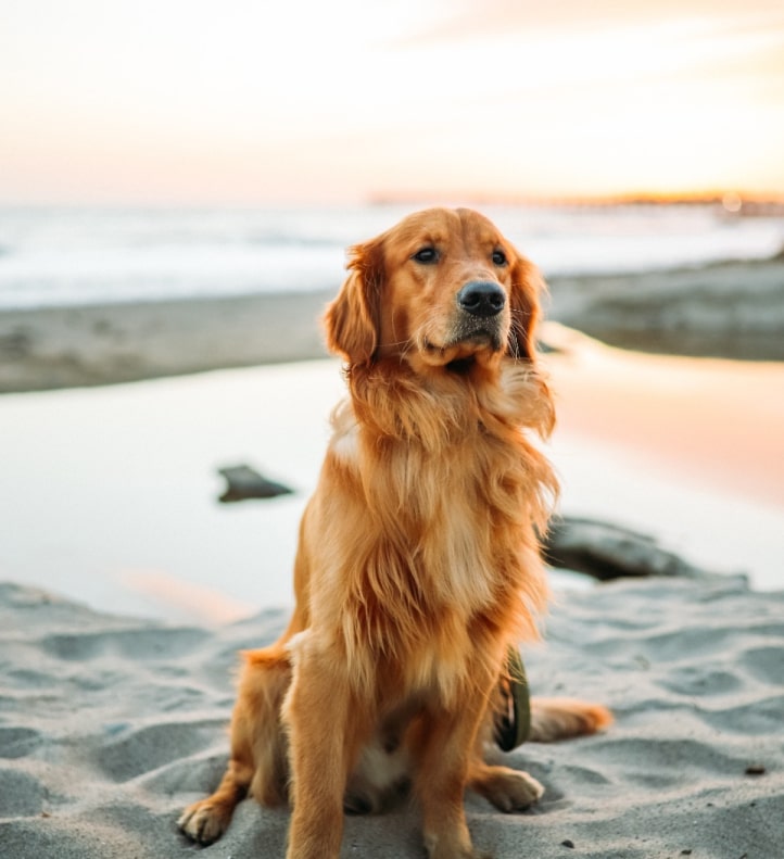 Dog Sitting On The Beach At Sunset