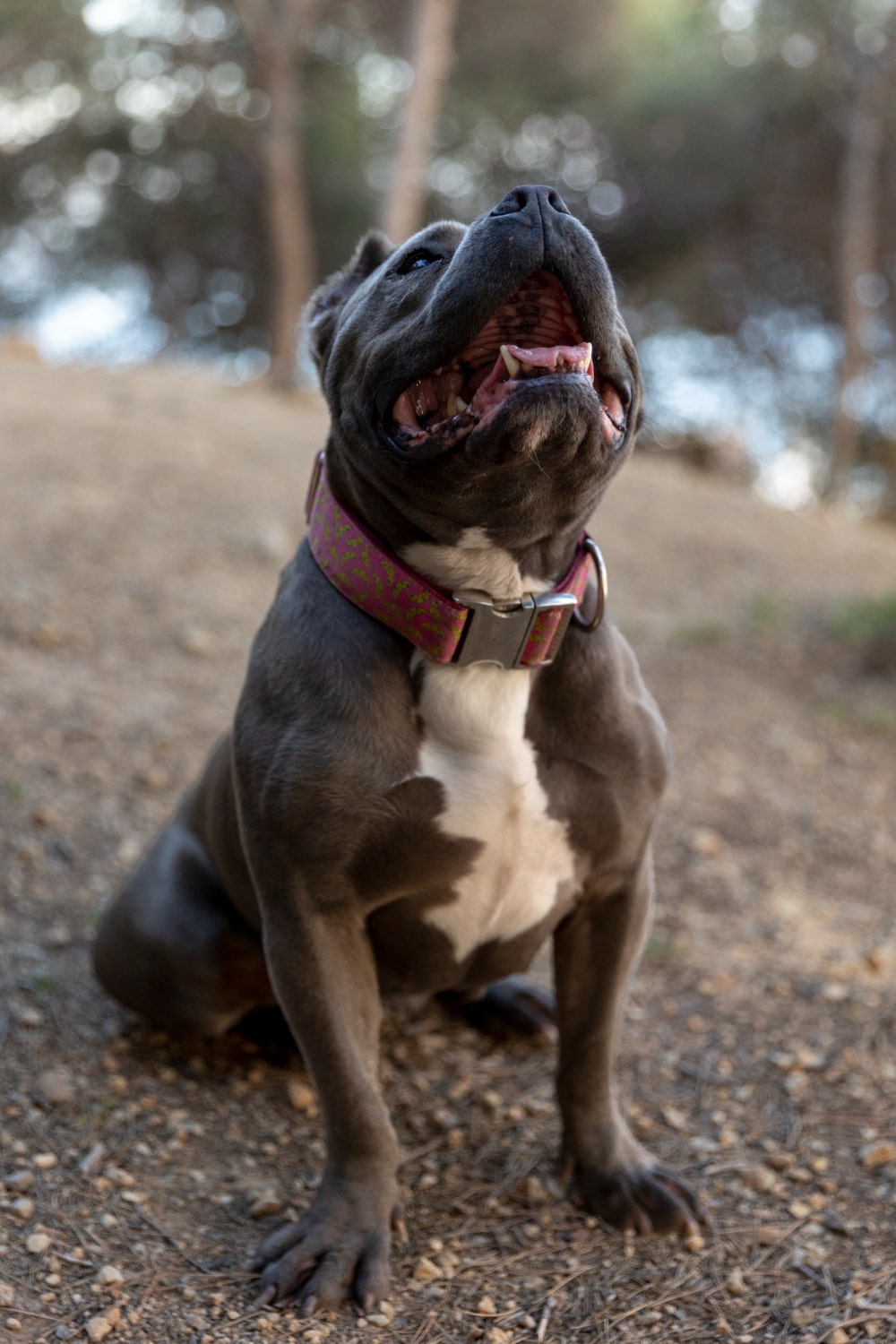 Dog Looking Up To Te Sky